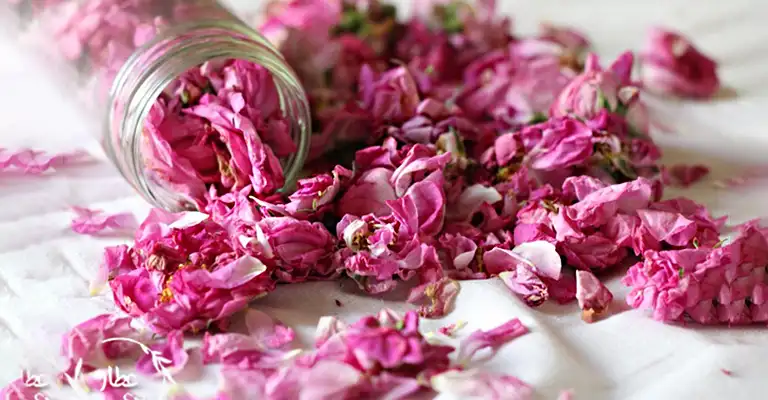 بیشترین خواص گل محمدی چیست؟